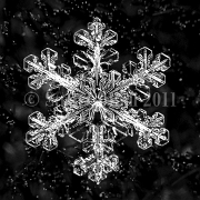 Stuart Hall, Snowflakes by Stu Snowflake photographs Member, Vermont Hand Crafters